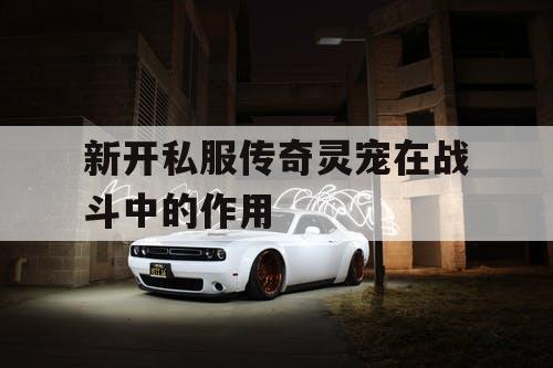 新开私服传奇灵宠在战斗中的作用